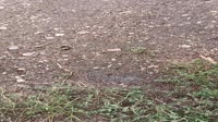 VID20250806144543.mp4