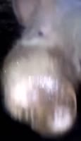 17365434492900.webm