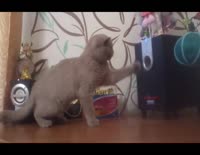 GastrTerminator4.webm