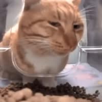 17172256656790.webm