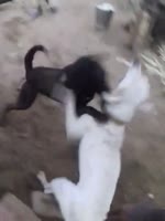 битва чёрной и белой собаки, зеваку замотало на валу.mp4