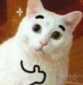 .jpg