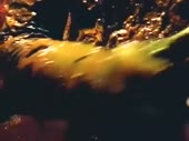 15208812721220.webm