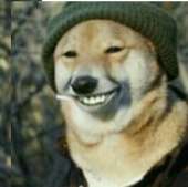 smug working class dog.jpg