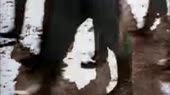 15213787920110.webm