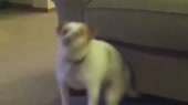 15181478876161.webm