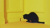 15217244502260.mp4