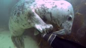 15186070478550.webm