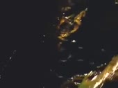 говнолаз.webm