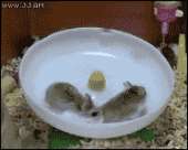 14170962110010.gif