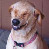 emodog3.png