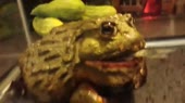  .mp4