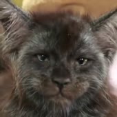 Коточел.mp4