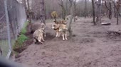  .webm