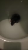 15310056343540.mp4