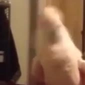 попугай хахатун.mp4