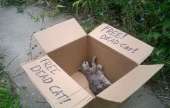 FreeDeadCat.jpg