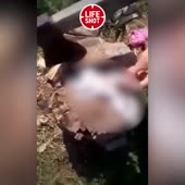 Девушка издевается над котенком.mp4