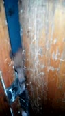 rabies.webm