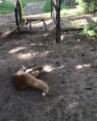 Лис и яблоко &#127823;.mp4
