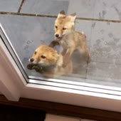 QXOKvM3 - Imgur.mp4