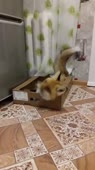 Лиса выгоняет кошку из коробки ^.^.mp4