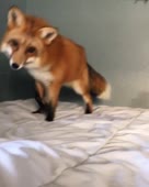 14897177804862.webm