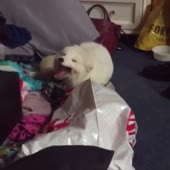 14812987061010.webm