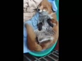 14266177715830.webm