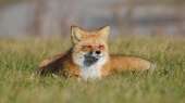 foxgrasslie1052401920x1080.jpg