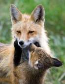 fox2.jpg