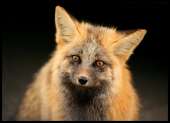 paradisefoxbycamdenhackworth-d5c8aay.jpg