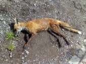 fox-hunted-rspc-22176-870x652.jpg