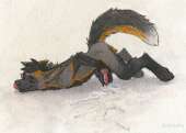 1485706180.dashwoodfoxfoxjumpfinal.png