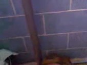 15321671930381.webm