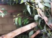 15328118159200.mp4
