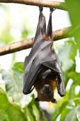 depositphotos12247007-stock-photo-flying-foxes.jpg