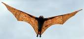 pteropusvampyrus.JPG