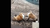лисосмех.webm