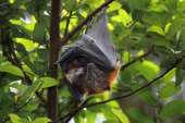 flying-fox with a pupbig.jpg