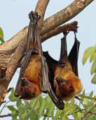 640px-Indianflyingfoxes(Pteropusgiganteusgiganteus).jpg