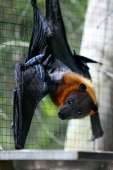 fruit-bat-flying-fox-black-pteropus-alecto-hanging-lattice-[...].jpg