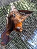 flying-fox-pteropus-vampyrus--24258.jpg