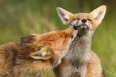 fox08.jpg