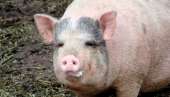 634086-pig.png