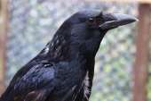 Carrion-crow-Pepper.jpg