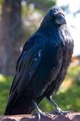 raven2.jpg