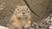 .webm