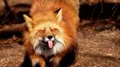 6020290-fox-wallpaper.jpg