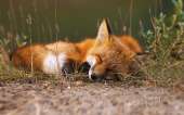 Free-Fox-Backgrounds.jpg